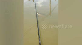 Fish refuses to bite hook prepared by photographer