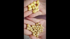 How Chinese cook diverse delicacies with soybeans