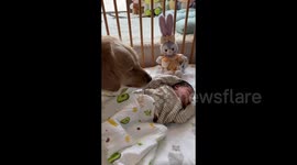 China: Golden Retriever's First Encounter with Newborn