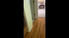 Little Parrot Makes a Big Mess