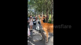 China: Wild Sika Deer Roams City Streets for Food