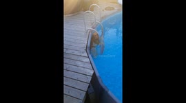 Golden Retriever Tries to Coax Owner Into Pool