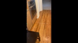 Parrot Pulls Wrapping Paper Apart