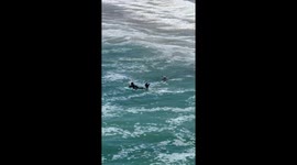 Sea lion chases man on surfboard in Pismo Beach