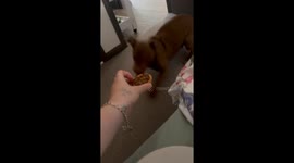 Zoomies Over Offered Quiche