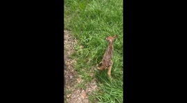 Baby Deer Meets a Horse