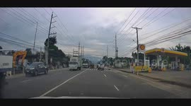 Dog Uses Crosswalk on Busy Street