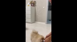 Pomeranian Turns Into Gymnast When Picked Up