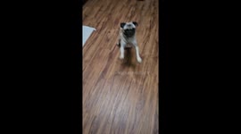 Lemmy the Pug Spins For Dinner