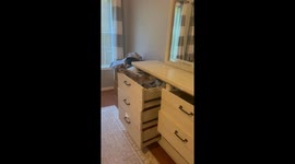Raccoon Rests In Dresser Drawer