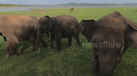Female Elephant group attempts jeep attack in Minneriya, Sri Lanka
