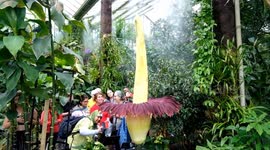 Visitors flock to catch a glimpse of magnificent and fleeting smelly 'corpse flower' at London's Kew Gardens