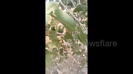 Pakistan: Pistachio Tree