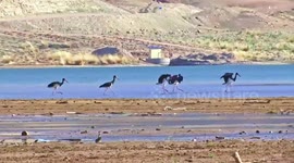 Rare birds spotted in Urad grassland, north China