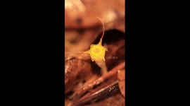 New species of saprophytic plant discovered in China's Hainan