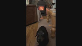 Dachshund demands attention as owner tries to relax