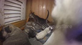 Kitten hangs out with newborn husky puppies