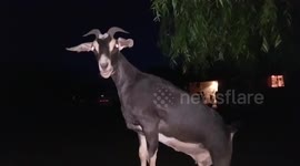 Goat climbs on chair and 'dances' beneath a willow tree