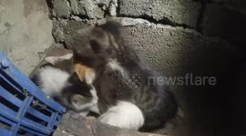 Kitten try to eat in a weird possition