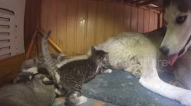 A kitten in a lair of puppies