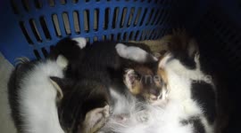 kittens breastfeeding