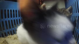 Gopro cam catch the kittens eat from the mother cat