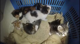 Five kittens play in the liar