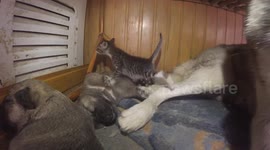 Kitten hangs out with newborn husky puppies