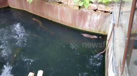 Coypu playing catch me if you can with baby duck