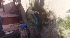 Husky try to swim