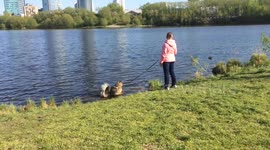 Dog bathing in city pond