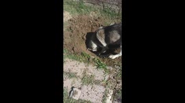 My husky open a hole so now...