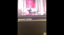 Cat watches horror movie and looks scared