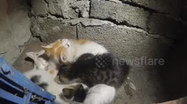 Kitten eat in weird position