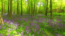 Stunning drone flight through a bluebell-filled forest