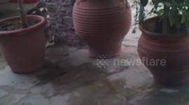 Husky puppy run arround  the water hose