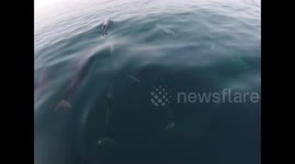 We have dolphins in our