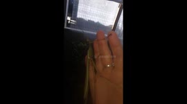 Holding a Goliath stick insect