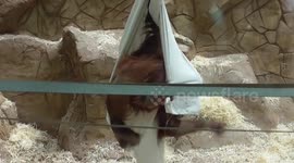 Orangutan youngster tries to build hammock