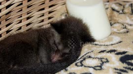 Sweetest, cutest, most loving, baby masked palm Civet EVER.
