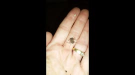 Tailless Whip scorpion teleporting on my hand