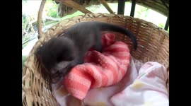Four adorable orphaned wild baby animals.