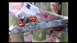 Large Lady bugs eating aphids