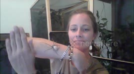 Venomous golden orb spider crawls up woman's arm