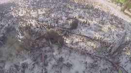 Walk with the otter pups while they learn the ways of the wild.