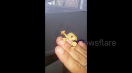 Giant prickly stick insects are bizarre creatures