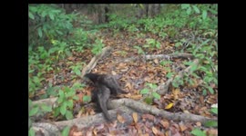 Take a stroll with the otters in the forest and creek.
