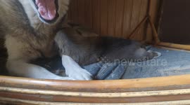 puppy rollover from his mother