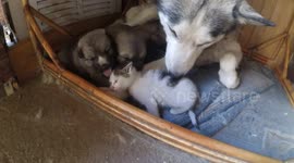 Kitten meet puppies and my husky