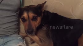 Rescued Dog First Time On Couch